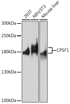 CPSF1 Rabbit Polyclonal Antibody - image 1