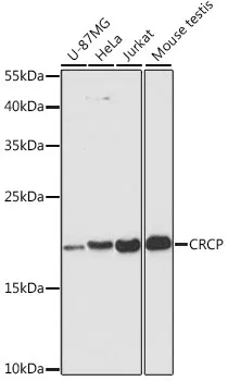 CRCP Rabbit Polyclonal Antibody - image 1