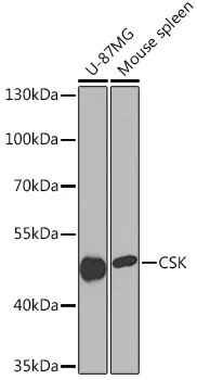 CSK Rabbit Polyclonal Antibody - image 1