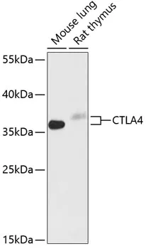 CTLA4 Rabbit Polyclonal Antibody - image 1