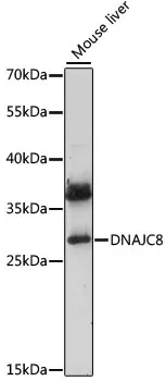 DNAJC8 Rabbit Polyclonal Antibody - image 1