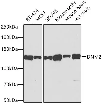 Dynamin 2 (DNM2) Rabbit Polyclonal Antibody - image 1