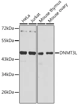 DNMT3L Rabbit Polyclonal Antibody - image 1