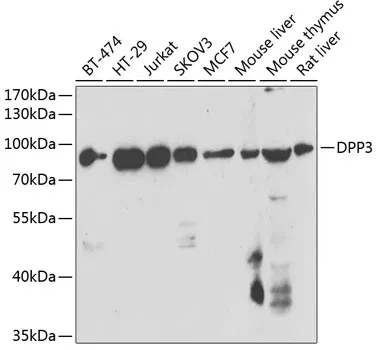 DPP3 Rabbit Polyclonal Antibody - image 1