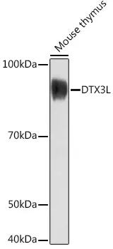 DTX3L Rabbit Polyclonal Antibody - image 1