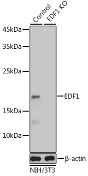 EDF1 Rabbit Polyclonal Antibody - image 1