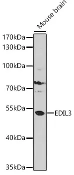 EDIL3 Rabbit Polyclonal Antibody - image 1