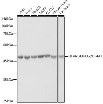 EIF4A1 Rabbit Polyclonal Antibody - image 1