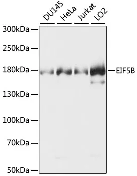 EIF5B Rabbit Polyclonal Antibody - image 1