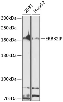 ERBIN Rabbit Polyclonal Antibody - image 1