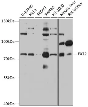 EXT2 Rabbit Polyclonal Antibody - image 1