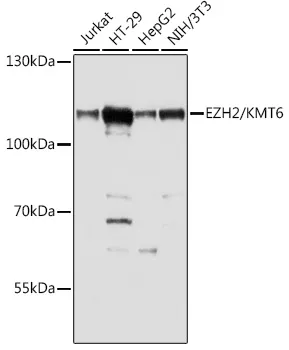 EZH2 Rabbit Polyclonal Antibody - image 1