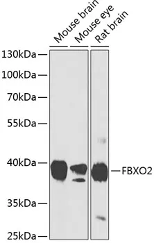FBXO2 Rabbit Polyclonal Antibody - image 1