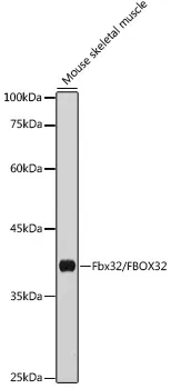 Fbx32 (FBXO32) Rabbit Polyclonal Antibody - image 1