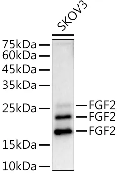 FGF2 Rabbit Polyclonal Antibody - image 1