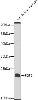 FGF6 Rabbit Polyclonal Antibody - image 1