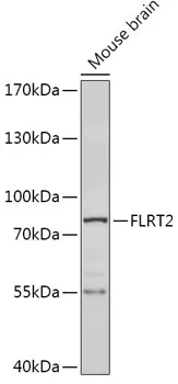FLRT2 Rabbit Polyclonal Antibody - image 1