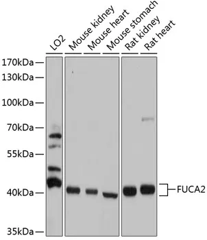 FUCA2 Rabbit Polyclonal Antibody - image 1