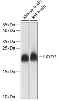 FXYD7 Rabbit Polyclonal Antibody - image 1