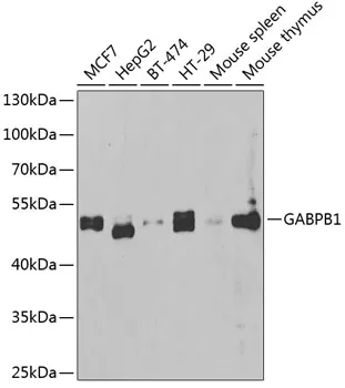 GABPB2 (GABPB1) Rabbit Polyclonal Antibody - image 1