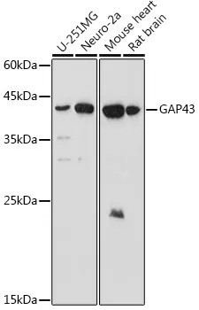 GAP43 Rabbit Polyclonal Antibody - image 1
