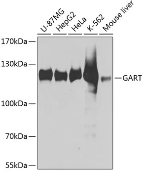 GART Rabbit Polyclonal Antibody - image 1