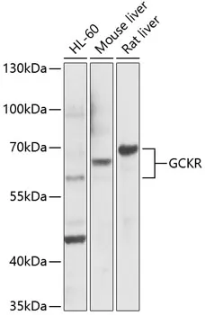 GCKR Rabbit Polyclonal Antibody - image 1