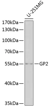 Glycoprotein 2 (GP2) Rabbit Polyclonal Antibody - image 1
