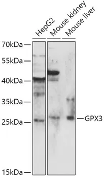 Glutathione Peroxidase 3 (GPX3) Rabbit Polyclonal Antibody - image 1
