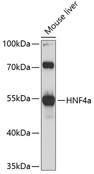 Hnf4a Rabbit Polyclonal Antibody - image 1