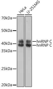HNRNPC Rabbit Polyclonal Antibody - image 1
