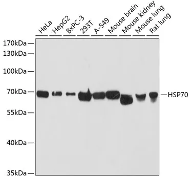 HSP70-1A (HSPA1A) Rabbit Polyclonal Antibody - image 1