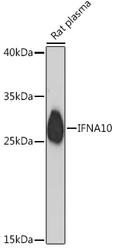 Interferon alpha10 (IFNA10) Rabbit Polyclonal Antibody - image 1