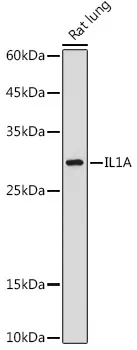 IL1 alpha (IL1A) Rabbit Polyclonal Antibody - image 1
