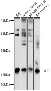 IL22 Rabbit Polyclonal Antibody - image 1