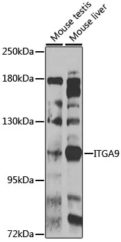 Integrin alpha 9 (ITGA9) Rabbit Polyclonal Antibody - image 1