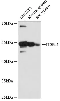 OSCP (ITGBL1) Rabbit Polyclonal Antibody - image 1