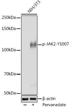 JAK2 Rabbit Polyclonal Antibody - image 1