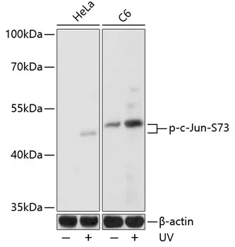 c-Jun (JUN) Rabbit Polyclonal Antibody - image 1