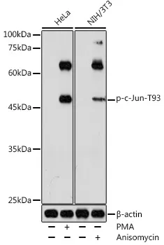 c-Jun (JUN) Rabbit Polyclonal Antibody - image 1