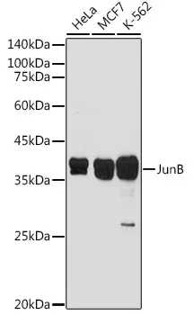 JUNB Rabbit Polyclonal Antibody - image 1
