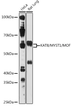 KAT8 Rabbit Polyclonal Antibody - image 1