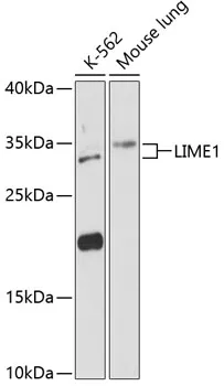 LIME (LIME1) Rabbit Polyclonal Antibody - image 1
