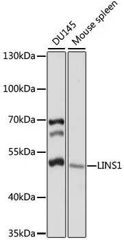 LINS (LINS1) Rabbit Polyclonal Antibody - image 1