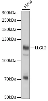 LLGL2 Rabbit Polyclonal Antibody - image 1