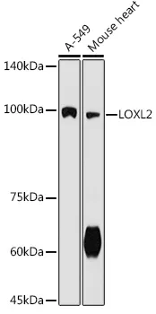 LOXL2 Rabbit Polyclonal Antibody - image 1
