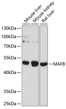 MAFB Rabbit Polyclonal Antibody - image 1