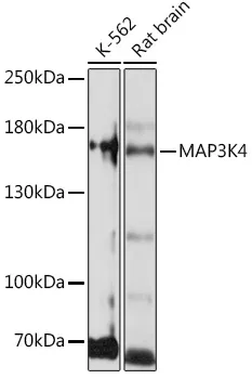 MAP3K4 Rabbit Polyclonal Antibody - image 1