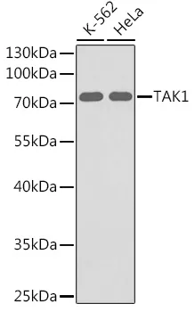 TAK1 (MAP3K7) Rabbit Polyclonal Antibody - image 1