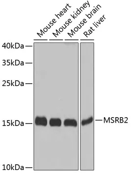 MSRB2 Rabbit Polyclonal Antibody - image 1
